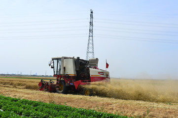 Fototapeta premium Harvester in wheat