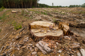 Deforestation. Problems of the planet's ecology, cutting down pine forests. Stump in the foreground