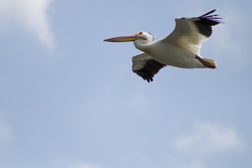 Pelican flying.