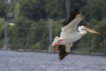 Pelican coming in for a landing on the water.