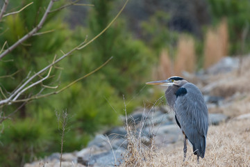 Blue Heron standing still on the banks of a river.  
