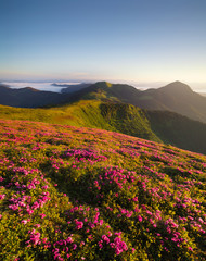 Fototapeta na wymiar Flowes in the mountains during sunrise. Beautiful natural landscape in the summer time
