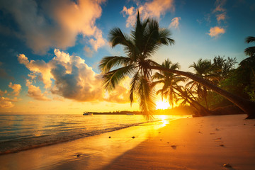 Palm en tropisch strand in Punta Cana, Dominicaanse Republiek