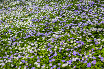 Obraz na płótnie Canvas Field of spring flowers