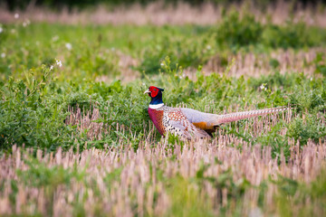 Male pheasant in a field