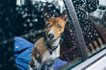 Close up with selective focus of lonely emotional basenji breed puppy patiently waiting for his...