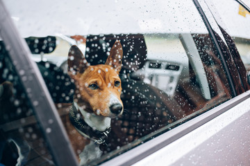 Close up with selective focus of lonely emotional basenji breed puppy patiently waiting for his owner inside car, with rain drops on window