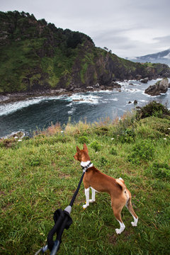 Cute little puppy of basenji breed is exploring a nature hike together with owner, overlooking cliffs and rocks in northern spain