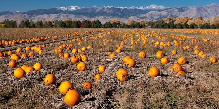 Rockey Mountain Pumkin