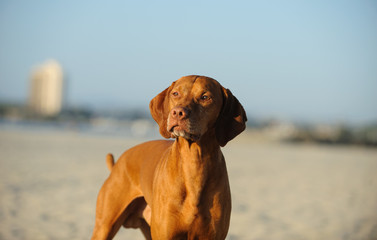 Vizsla dog portrait against sand blue sky