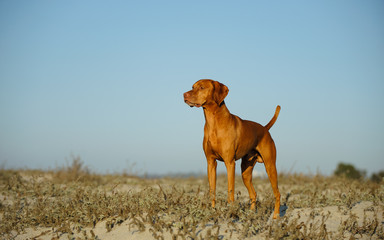 Vizsla dog standing in sand field with blue sky