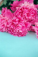 Beautiful fresh pink peony flower on mint background. Peonies summer.Mothers day or Womens day