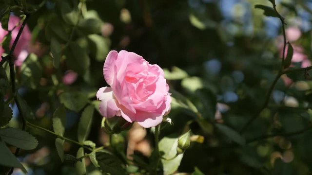 Slow motion Rosa spring flower shallow DOF 1080p FullHD footage - Miniature rose hybrid plant in the garden slow-mo 1920X1080 HD video