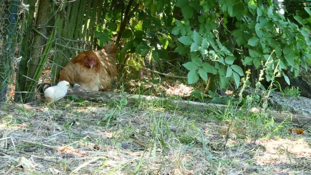 poule et ses poussins