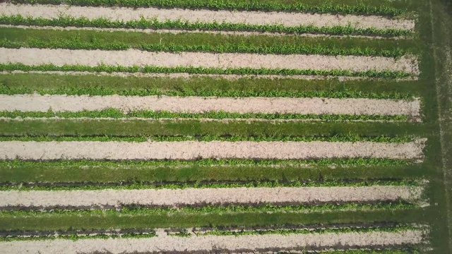 Top view of a vineyard in germany