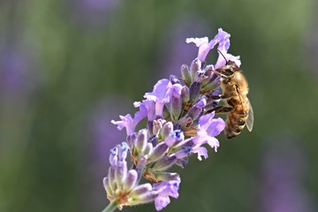 Abeille dans la lavande