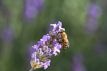 Abeille dans la lavande
