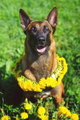 Belgian Shepherd dog Malinois sitting outdoors with a yellow dandelions wreath on its neck