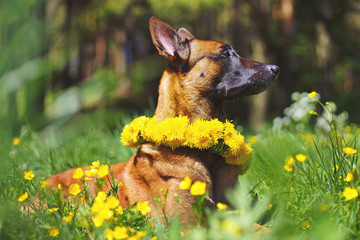 Belgian Shepherd dog Malinois posing outdoors with a yellow dandelions wreath on its neck
