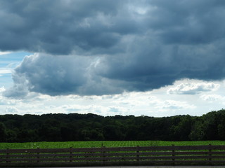 Cloudy Indiana Cornfield