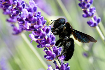 Carpenter bee, Xylocopa violacea