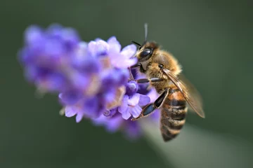 Gardinen Biene in Lavendel © muro