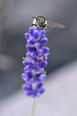 Abeille dans la lavande