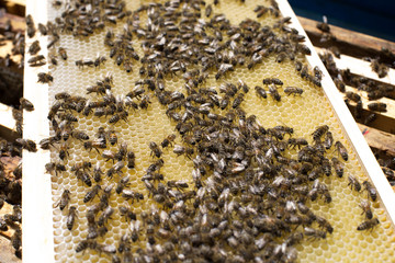 Honeycomb frame set up by bees, with lack of space for honey. Self-built bees waxed. Bee family in beehive. Bees in a hive on built-in wax. Honey frame.