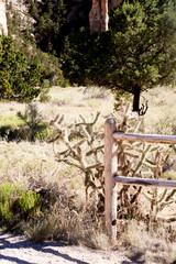 Old fence and cactus