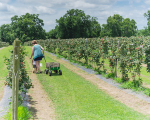 Rear view of Caucasian mother and daughter side-by-side at local u-pick organic blackberries farm in Texas, US. Mom pulls handle of steel stake wagon and child carry basket to pickup fresh blackberry.