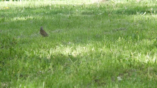 One bird jay looking for grass in grass. The concept of the protection of wildlife and the environment