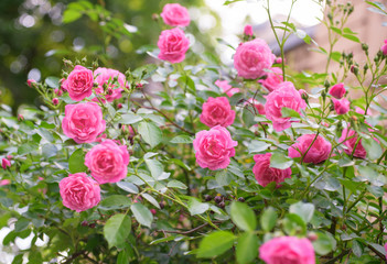 rose bush flowers