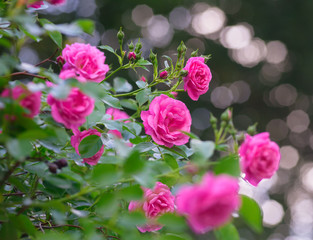 rose bush flowers