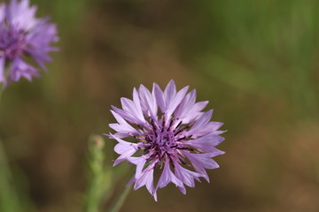 青山高原ハーブガーデン
