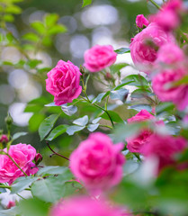 rose bush flowers