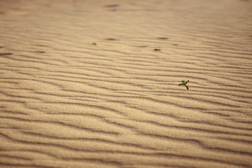 Lines in the sand of a beach, close up