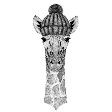 Camelopard, giraffe wearing winter knitted hat