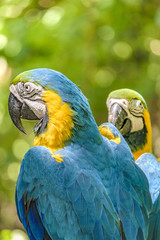 Ecuadorian Parrots at Zoo, Guayaquil, Ecuador