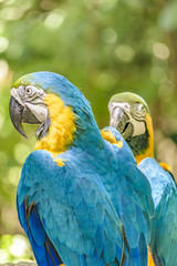 Ecuadorian Parrots at Zoo, Guayaquil, Ecuador