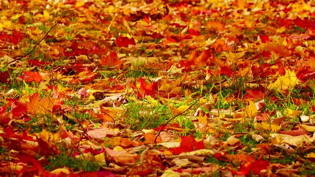 Orange, red and yellow leaves of maple and oak sway with the wind on green grass during the leaf fall.