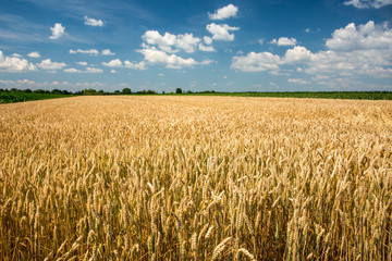 Yellow wheat field with blue sky full of white clouds