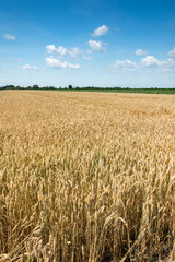 Yellow wheat field with blue sky full of white clouds