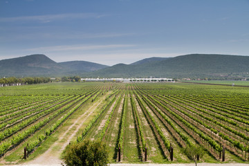 vineyard in Querétaro, México