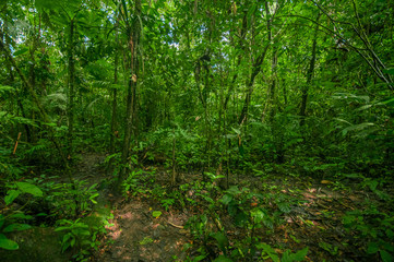 Fototapeta na wymiar Inside of the amazonian Jungle, surrounding of dense vegetation in the Cuyabeno National Park, South America Ecuador