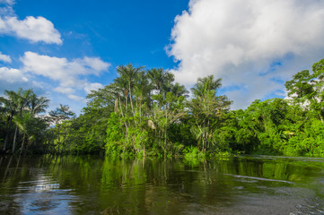 Naklejka premium Dense vegetation on Cuyabeno river inside of the amazon rainforest in Cuyabeno Wildlife Reserve National Park, South America Ecuador