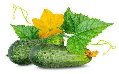 cucumber isolated on white