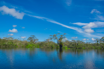 Dense vegetation on Cuyabeno river inside of the amazon rainforest in Cuyabeno Wildlife Reserve National Park, South America Ecuador