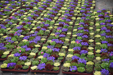 mercato fiori mercati fioraio fiorire fiorista negozio vendita piante 