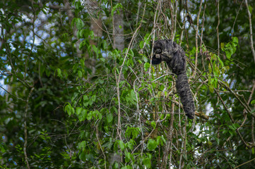 Beautiful saki monkey Pithecia monachus, sitting on a branch inside of the Amazon rainforest in Cuyabeno National Park, Ecuador