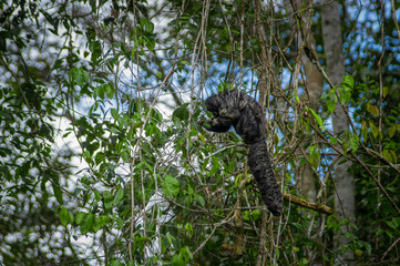 Beautiful saki monkey Pithecia monachus, sitting on a branch inside of the Amazon rainforest in Cuyabeno National Park, Ecuador